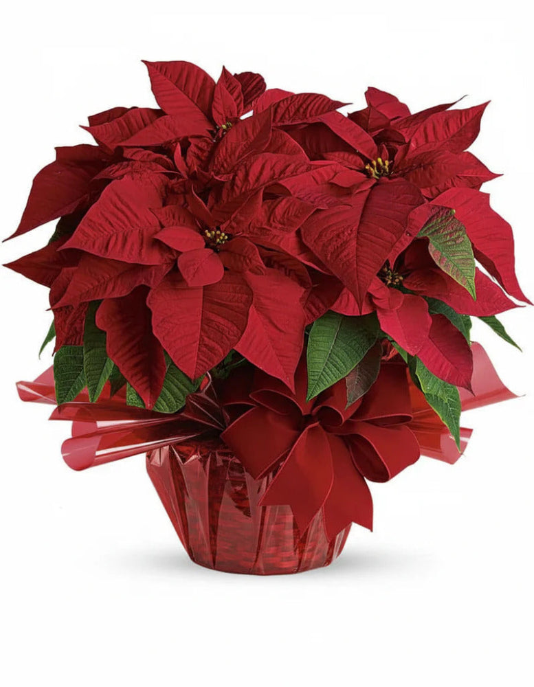 Red Poinsettia
