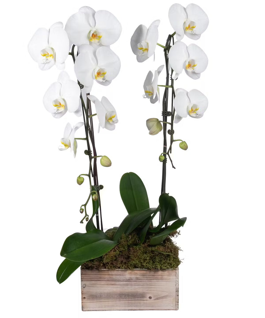 White Phalaenopsis Orchid Plant