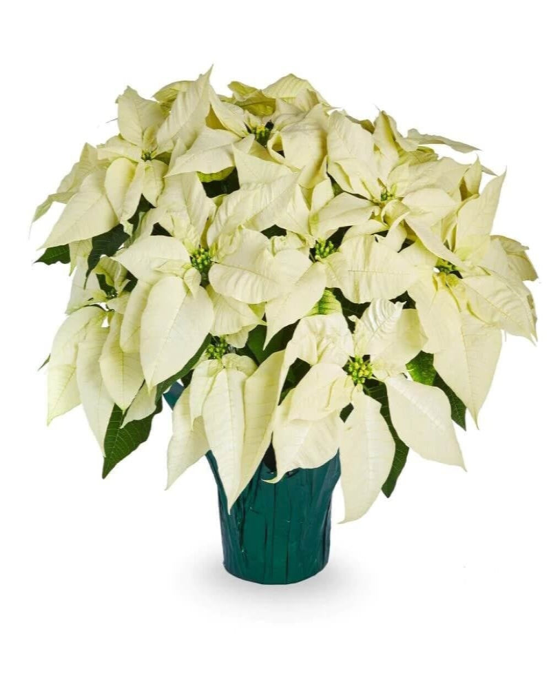 White Poinsettia